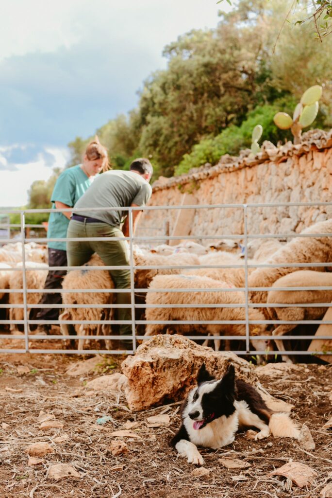 Xisca Sanchez Veterinaria de campo trabajando con un pastor y sus ovejas